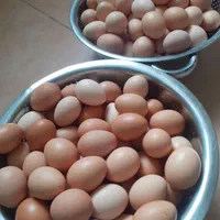 تخم مرغ محلی انزلی با زرده درشت و پرورش طبیعی|خوردنی و آشامیدنی|بندر انزلی, تهران|دیوار