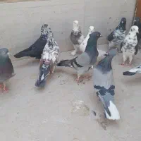 ۱۴ عدد پرشی یجا|پرنده|قم, باسکول|دیوار