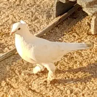 طوقی و سفید|پرنده|بندر دیر, |دیوار