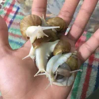 حلزون|خزنده|تهران, امین حضور|دیوار