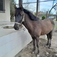 اسب یورقه سواری باری