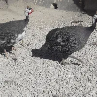 پرنده شاخدار|حیوانات مزرعه|پلدختر, |دیوار