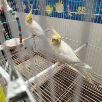 پرنده عروس هلندی|پرنده|گنبد کاووس, |دیوار