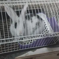 خرگوش ۷ ماهه|موش و خرگوش|قرچک, میرزائی جنوبی|دیوار