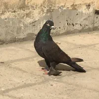۹عدد کفتر غریب گیری درجه۱