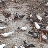 فروش تمام کبوتر ها یک جا|پرنده|نقده, |دیوار