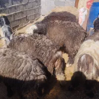 سلام بره خمیری