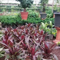 گل و گیاه گلخانه ای