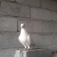 کبوتر|پرنده|بناب, |دیوار