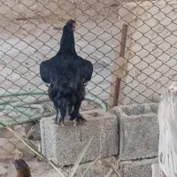 فروش مرغ وخروس|حیوانات مزرعه|وحدتیه, |دیوار