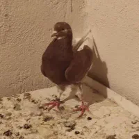 کبوتر|پرنده|بزینه رود, |دیوار