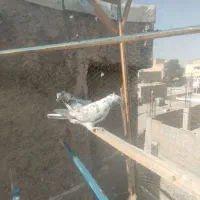 کفتر پرشی|پرنده|چهارباغ, |دیوار