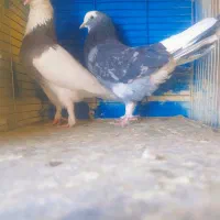 کفتر پرشی
