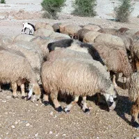 فروش 140 راس میش داشتی روزگاری بره دار و گلون گرم|حیوانات مزرعه|کازرون, |دیوار