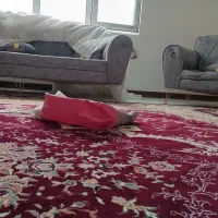 اجاره روزانه،هفتگی،ماهانه|اجارهٔ کوتاهمدت آپارتمان و سوئیت|پرند, فاز ۶|دیوار