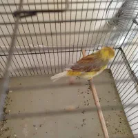 قناری کرست نر بخون|پرنده|رباطکریم, شهرک والفجر|دیوار