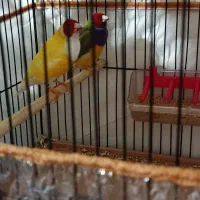 فنچ|پرنده|تبریز, |دیوار