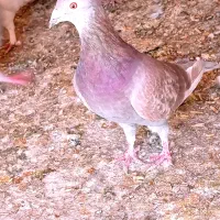 کفتر اتیغه|پرنده|شیراز, نارنجستان|دیوار