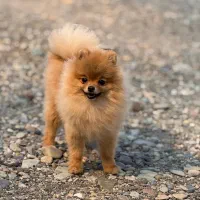 موتور یا گوشی معاوضه با پامرانین ماده اصیل وارداتی|سگ|شهریار, شهرک شاهد|دیوار