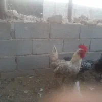 هفت خروس جوان سرحال|حیوانات مزرعه|اصفهان, شهرستان|دیوار