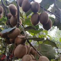 فروش کیوی
