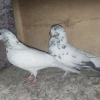 کفتر فروشی|پرنده|قم, علی آباد سعدگان|دیوار