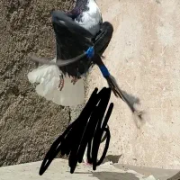 کفتر بوم ساده کلاغدم سیاه پاک  5 تا صید دونه ای100|پرنده|مشهد, حجاب (شهرک غرب)|دیوار