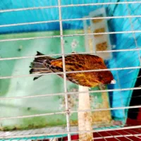 سهره خاکی بخون قناری گلبسر سینه سرخ