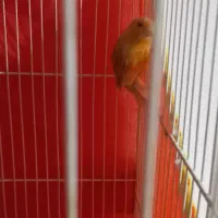 قناری شتری سرخ نرو ماده