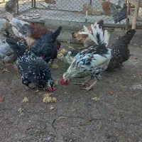 تخم مرغ نطفه دارگلین|حیوانات مزرعه|کرج, اخترآباد|دیوار