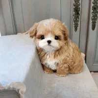 توله سگ پودل مالتیز