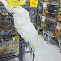 طوطی کاکادو|پرنده|اهواز, کوی جانبازان(دانش)|دیوار