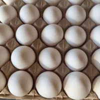 راننده نیسان و موتور سیکلت