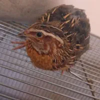 بلدرچین|حیوانات مزرعه|مشهد, عامل|دیوار