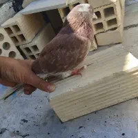 پرنده