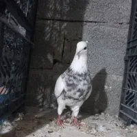 طوقی نر الماسی خال سیاه اجری همه چی تو عکس مشخص