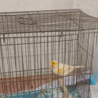 قناری نر مزایکی