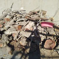 خریدار انواع چوب پسته بالا ترین قیمت