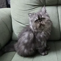 گربه پرشین سوپر فلت شجره دار
