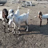 بز افغانی