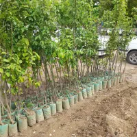 نهال فروشی علی همراهی|خدمات باغبانی و درختکاری|اراک, |دیوار