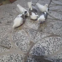 کبوتر فروشی