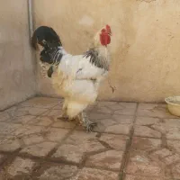 خروس برهما
