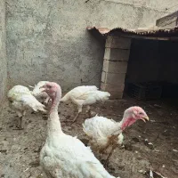 حیوانات