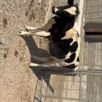 فروش ۳ عدد تلیسه|حیوانات مزرعه|درمیان, |دیوار