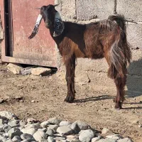 کهره ماده