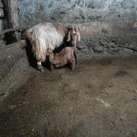 بز دامازدخ 13عدد|حیوانات مزرعه|مرادلو, |دیوار