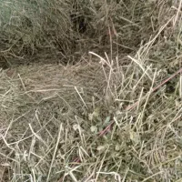 فروش یونجه چین دوم|حیوانات مزرعه|کوهین, |دیوار