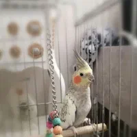 عروس هلندی|پرنده|شیراز, شهرک سراج|دیوار