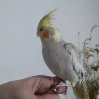 عروس هلندی ماده مرواریدی|پرنده|رشت, پیرسرا|دیوار